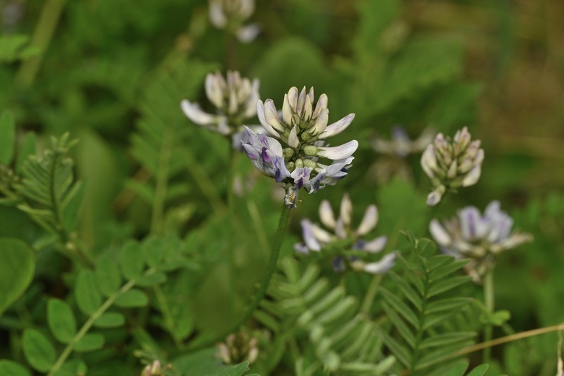 Astragalus pullus photo 3