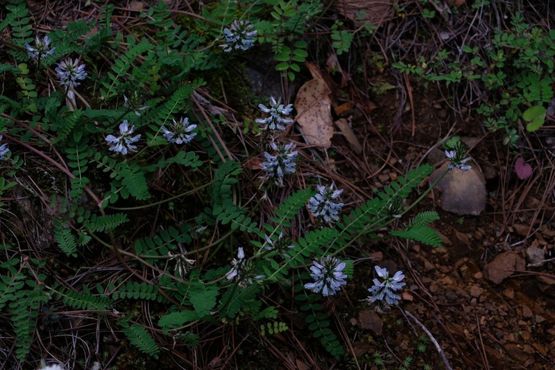 Astragalus pullus photo 4