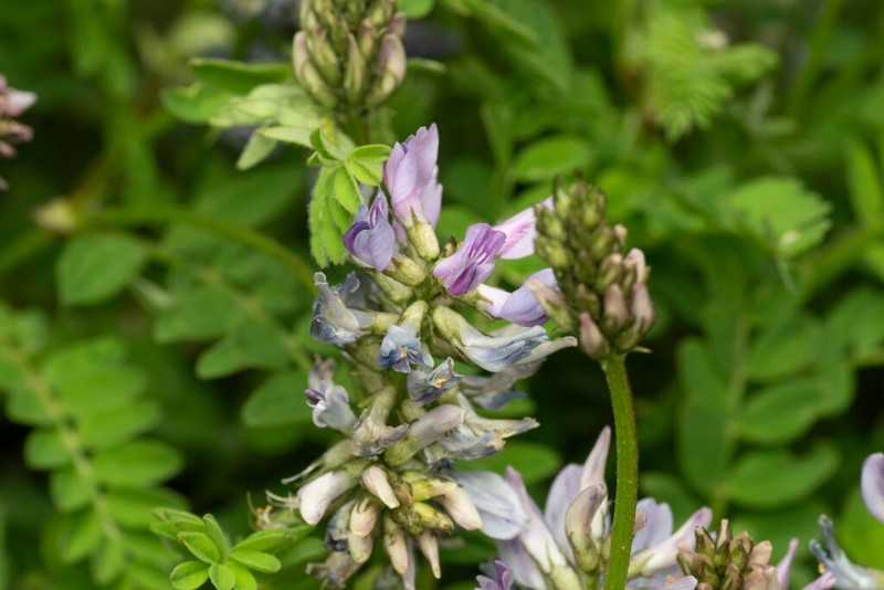 Astragalus pullus photo 5