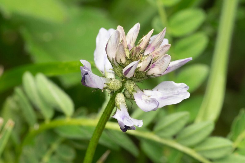 Astragalus pullus photo 6