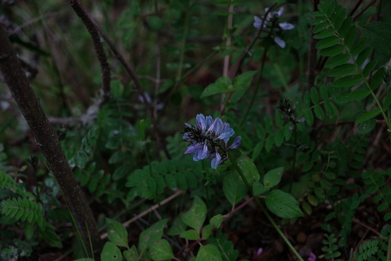 Astragalus pullus photo 7
