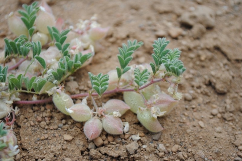 Ames' Milkvetch