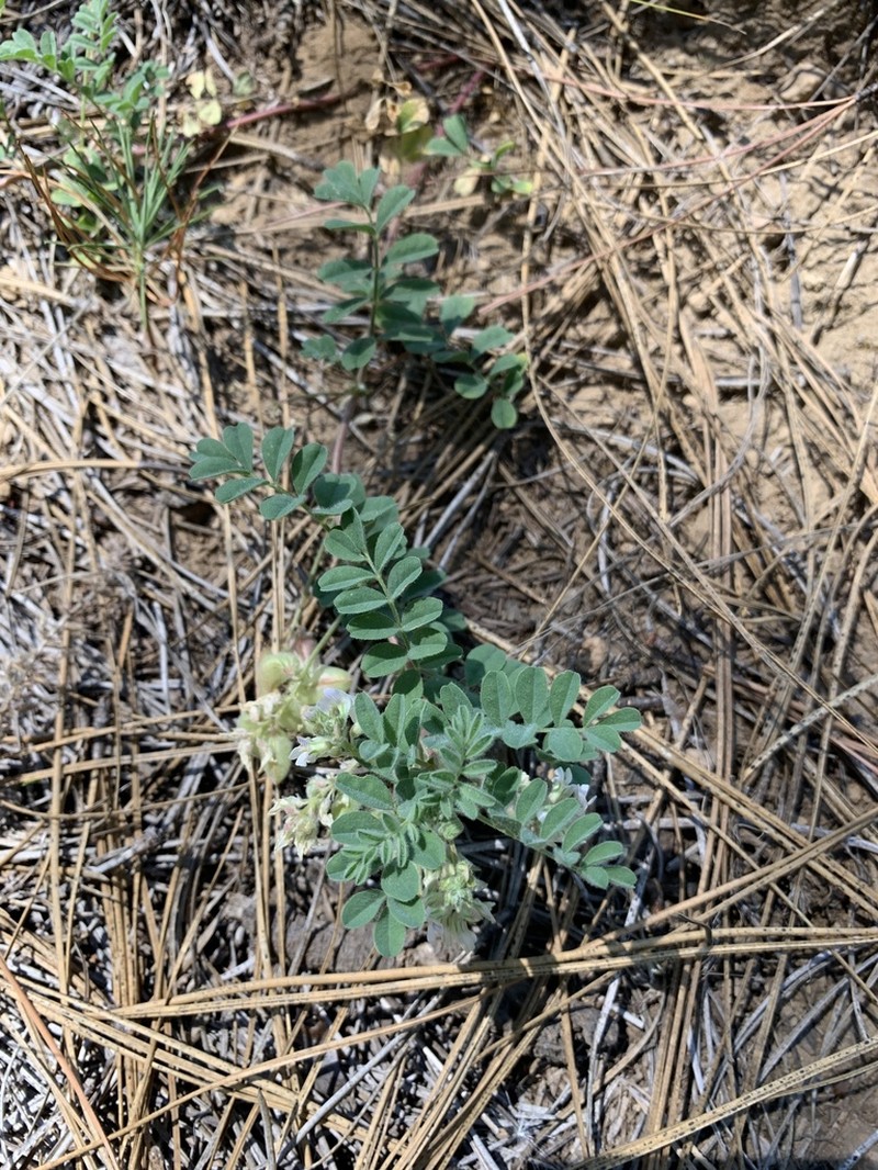 Ames' Milkvetch photo 3