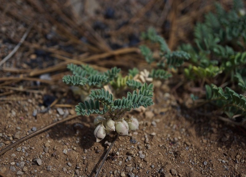 Ames' Milkvetch photo 4