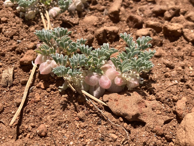 Ames' Milkvetch photo 5