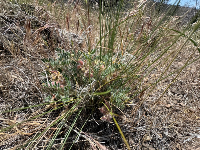 Astragalus pulsiferae var. coronensis