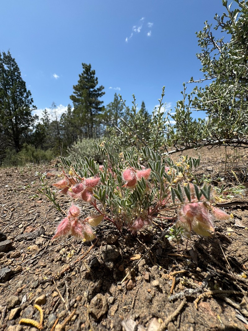 Astragalus pulsiferae var. coronensis photo 2