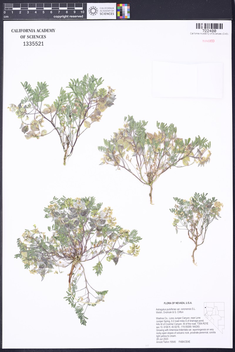 Astragalus pulsiferae var. coronensis photo 3