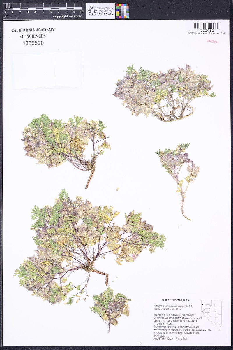 Astragalus pulsiferae var. coronensis photo 4