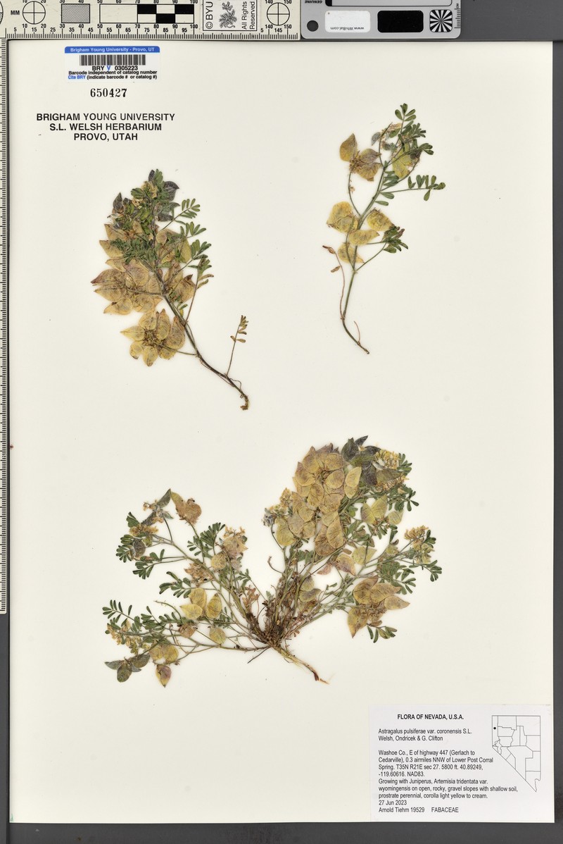 Astragalus pulsiferae var. coronensis photo 5