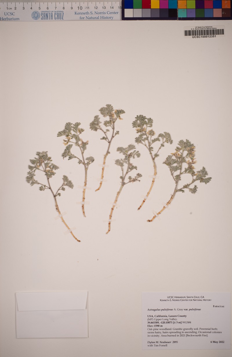 Astragalus pulsiferae var. pulsiferae photo 3