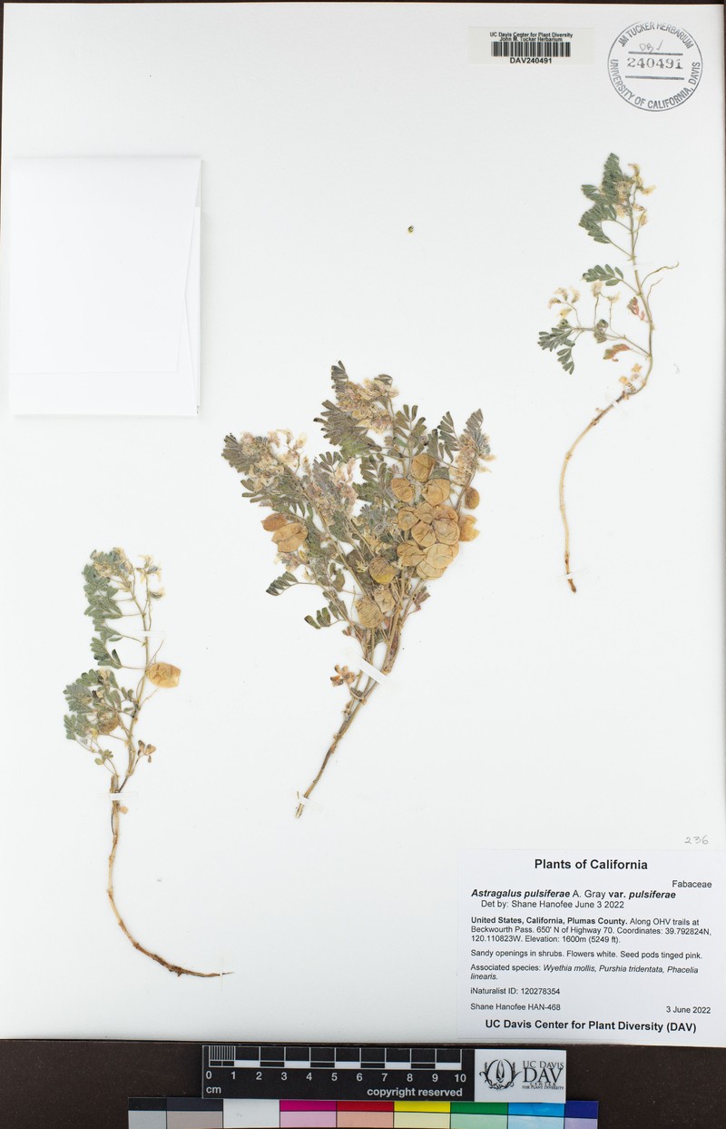 Astragalus pulsiferae var. pulsiferae photo 4