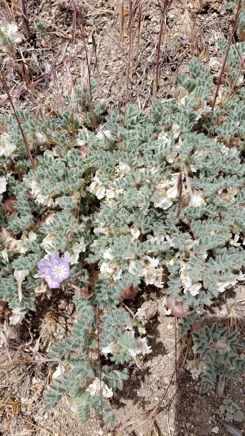 Astragalus pulsiferae var. pulsiferae