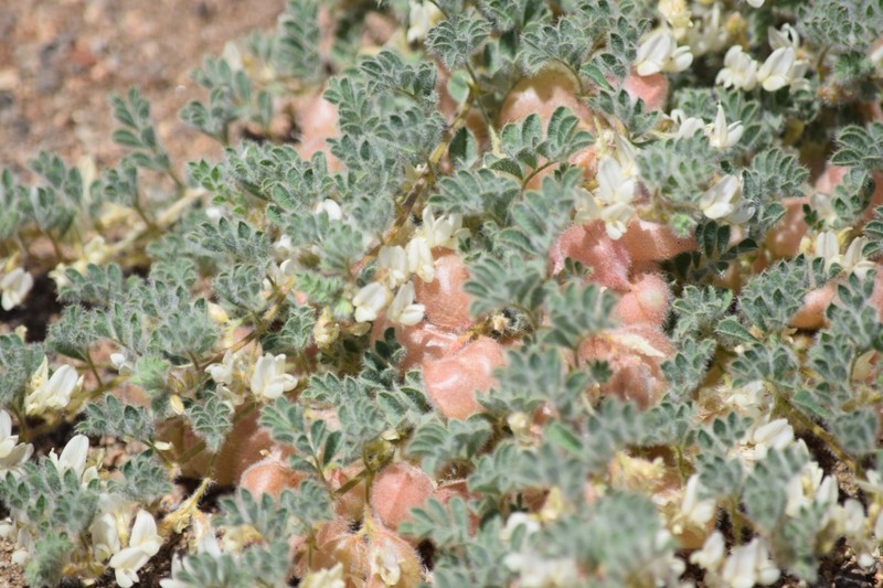 Astragalus pulsiferae var. pulsiferae photo 2