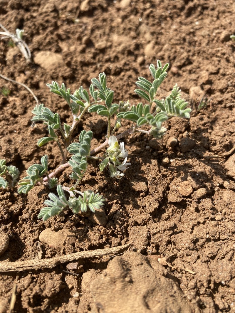 Astragalus pulsiferae var. suksdorfii
