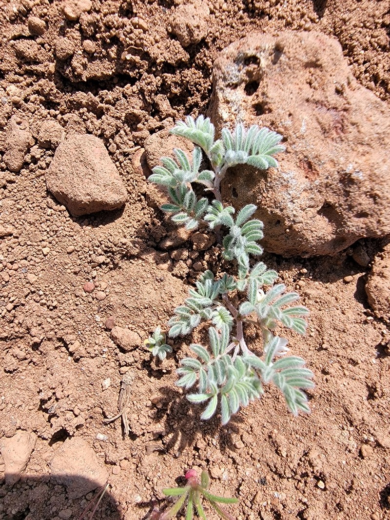 Astragalus pulsiferae var. suksdorfii photo 2