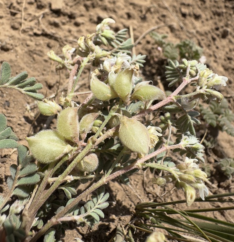 Astragalus pulsiferae var. suksdorfii photo 3