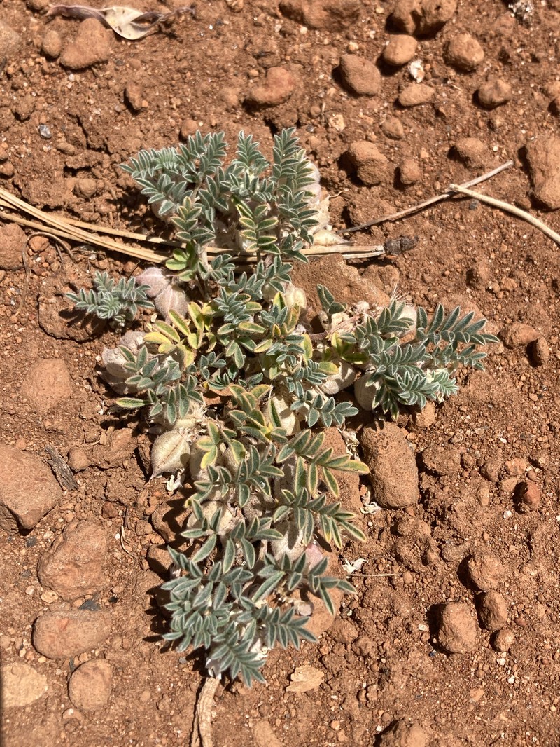 Astragalus pulsiferae var. suksdorfii photo 5