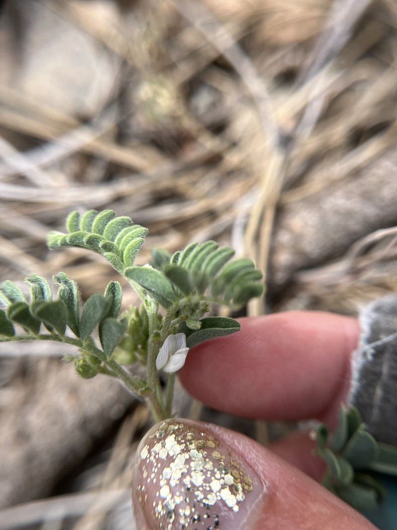 Astragalus pulsiferae var. suksdorfii photo 6