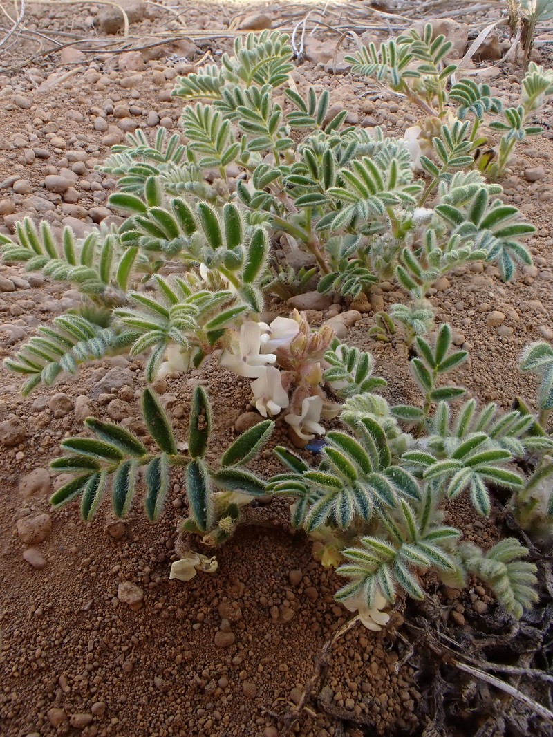 Astragalus pulsiferae var. suksdorfii photo 7