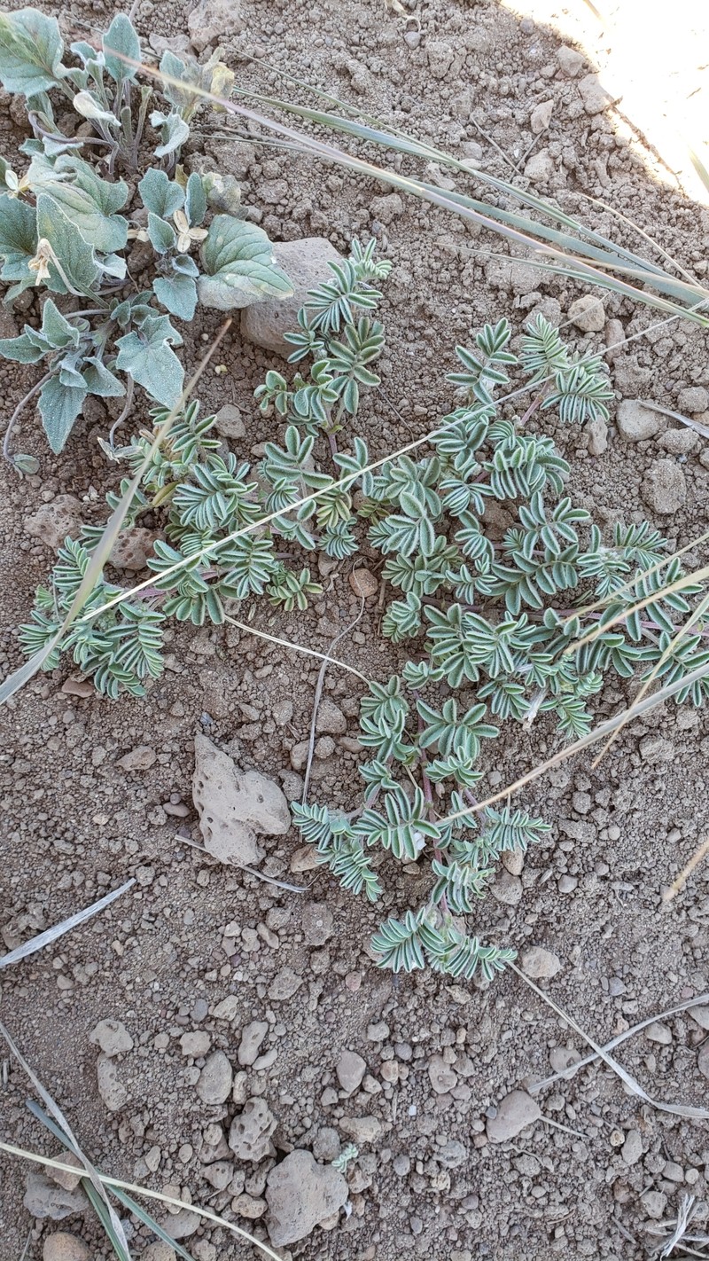 Astragalus pulsiferae var. suksdorfii photo 8