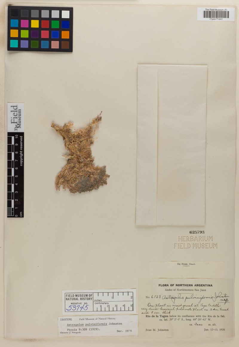 Astragalus pulviniformis