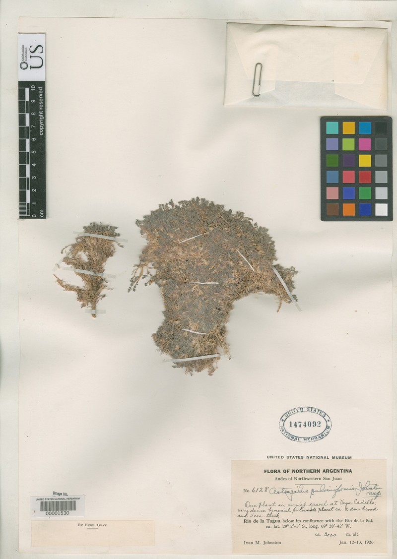 Astragalus pulviniformis photo 2