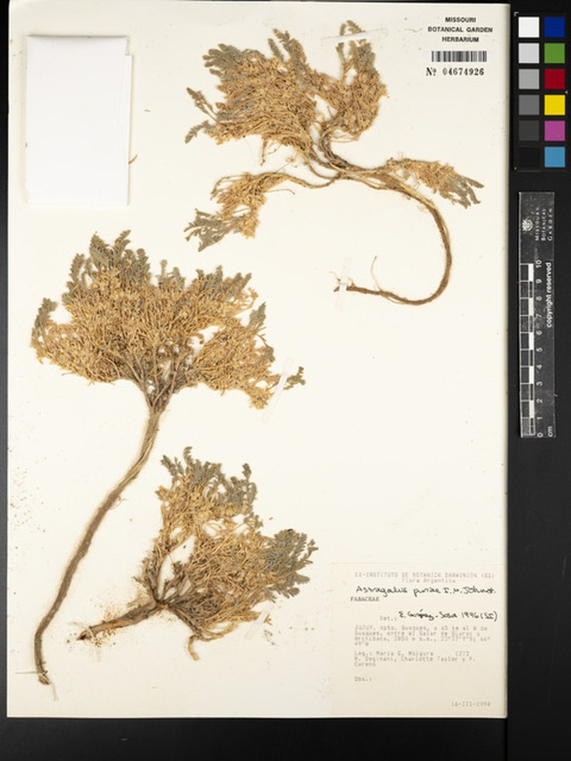 Astragalus punae