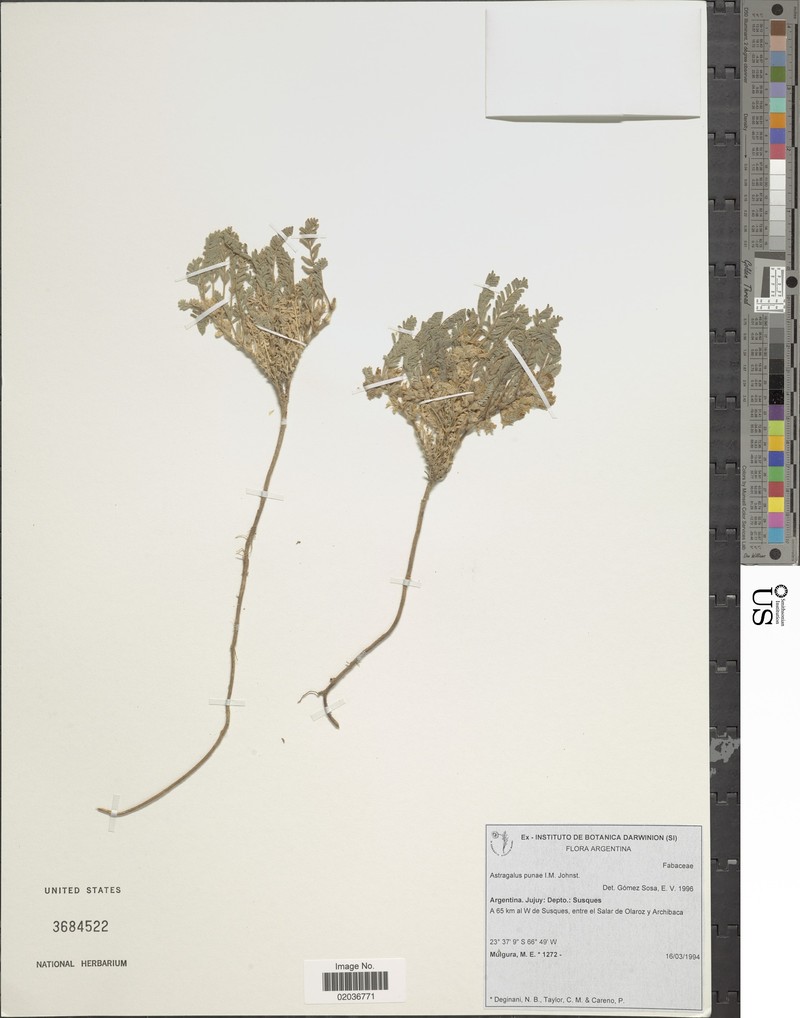 Astragalus punae photo 2