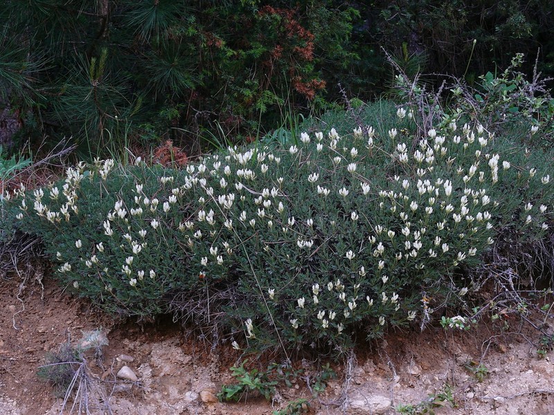 Astragalus pungens