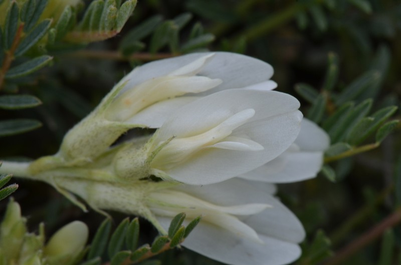 Astragalus pungens photo 2