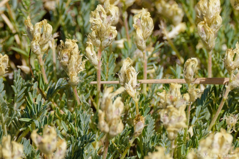 Astragalus pungens photo 3