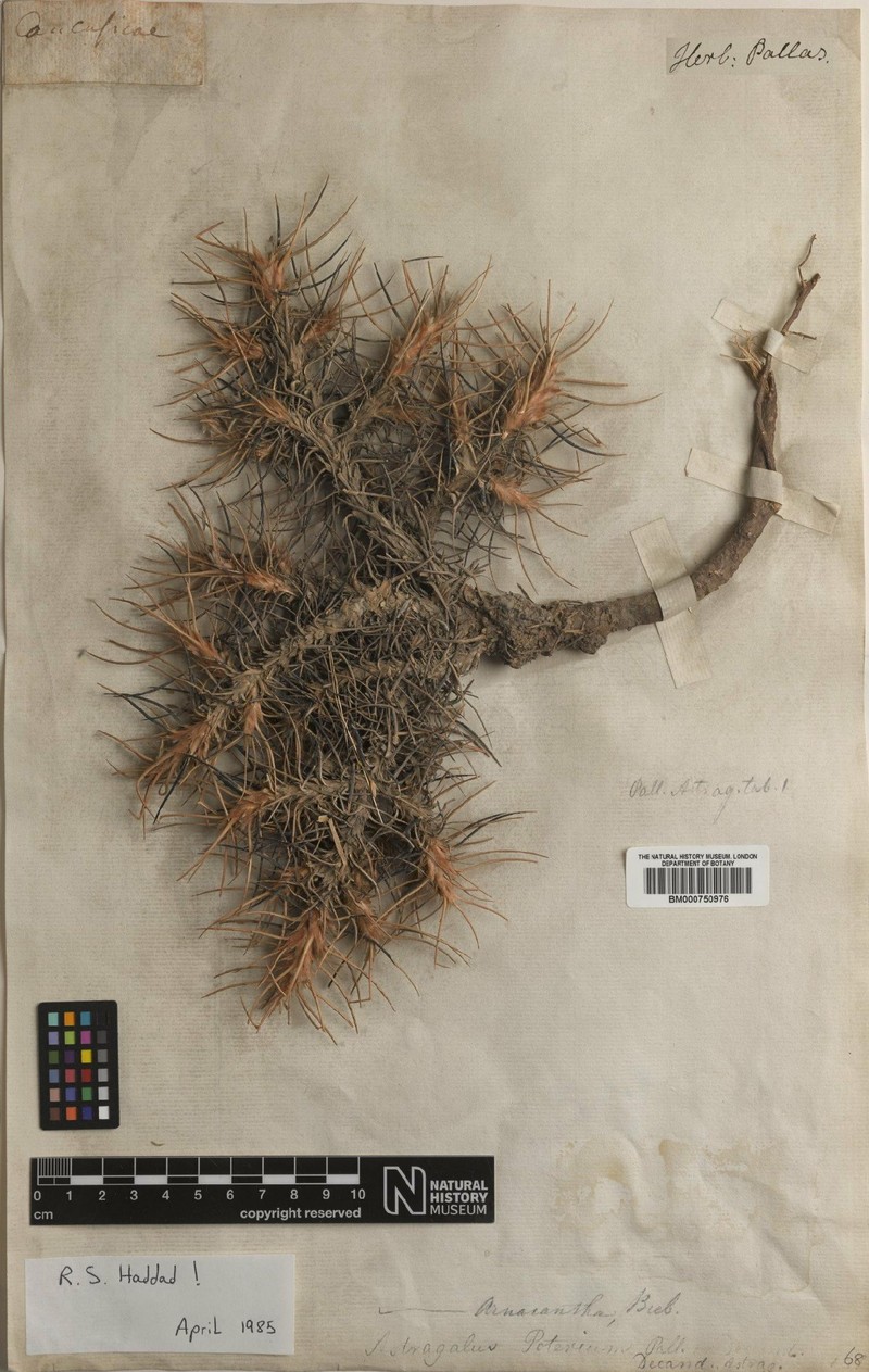 Astragalus pungens photo 6