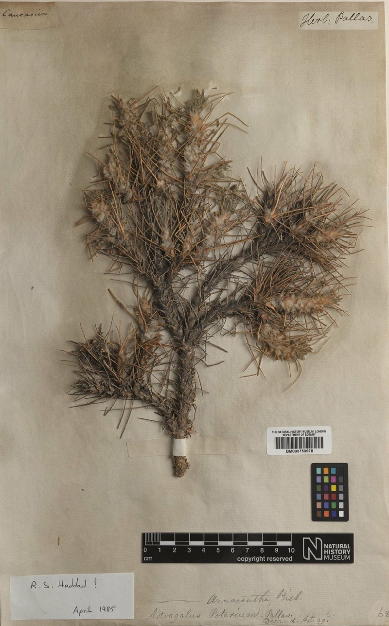Astragalus pungens photo 7