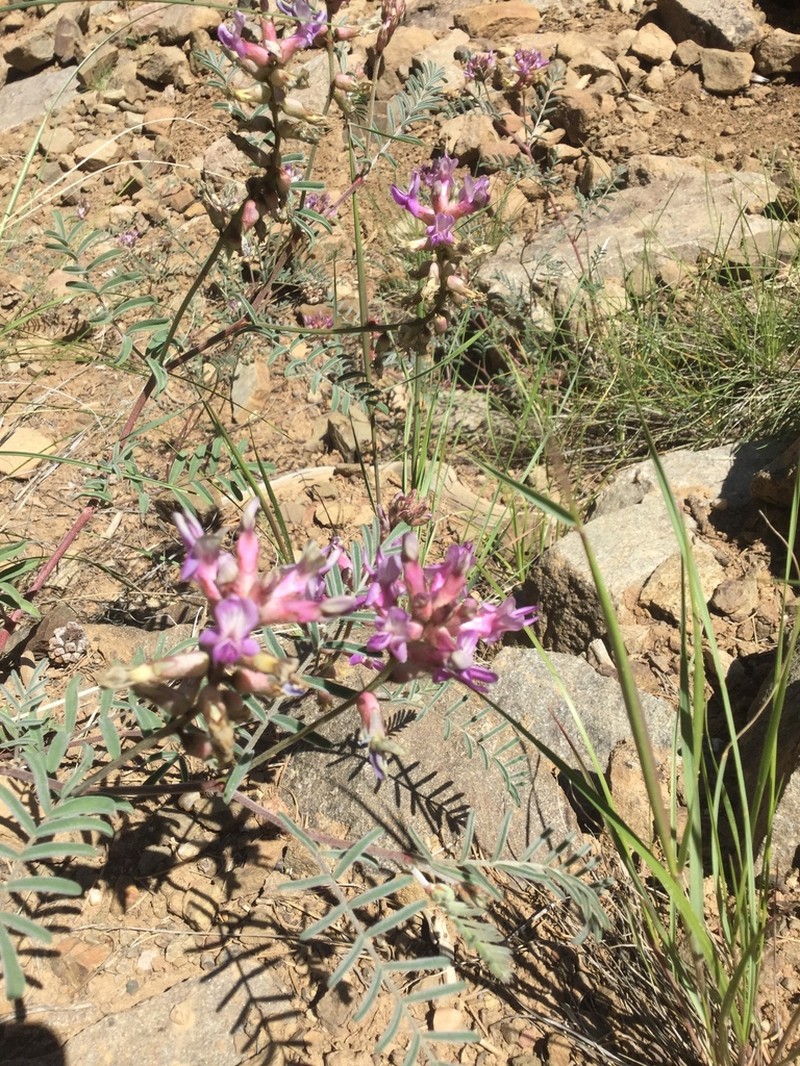 Trinidad Milkvetch