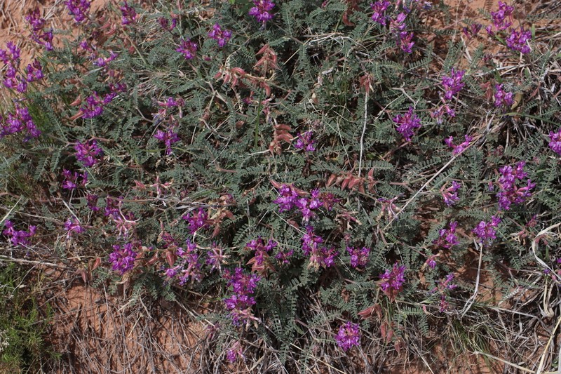 Trinidad Milkvetch photo 2