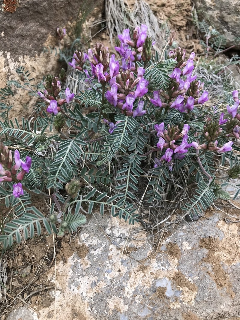 Trinidad Milkvetch photo 3
