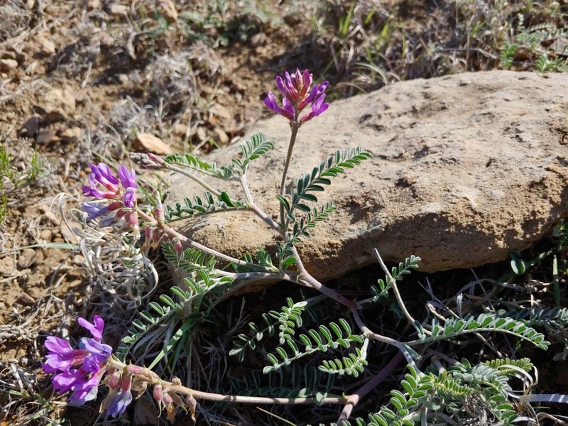 Trinidad Milkvetch photo 4