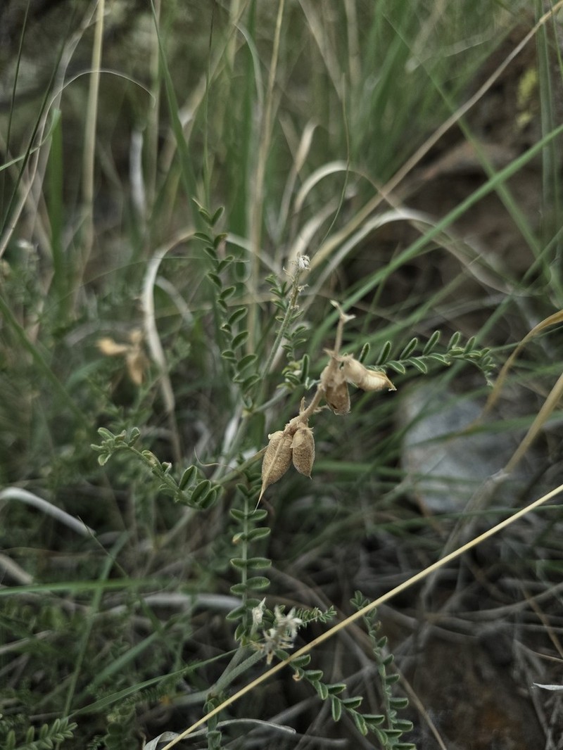 Trinidad Milkvetch photo 6