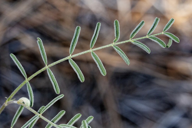 Trinidad Milkvetch photo 7