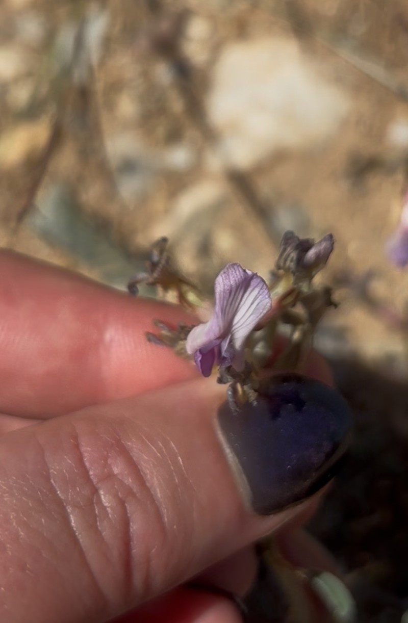 Astragalus puniceus var. gertrudis