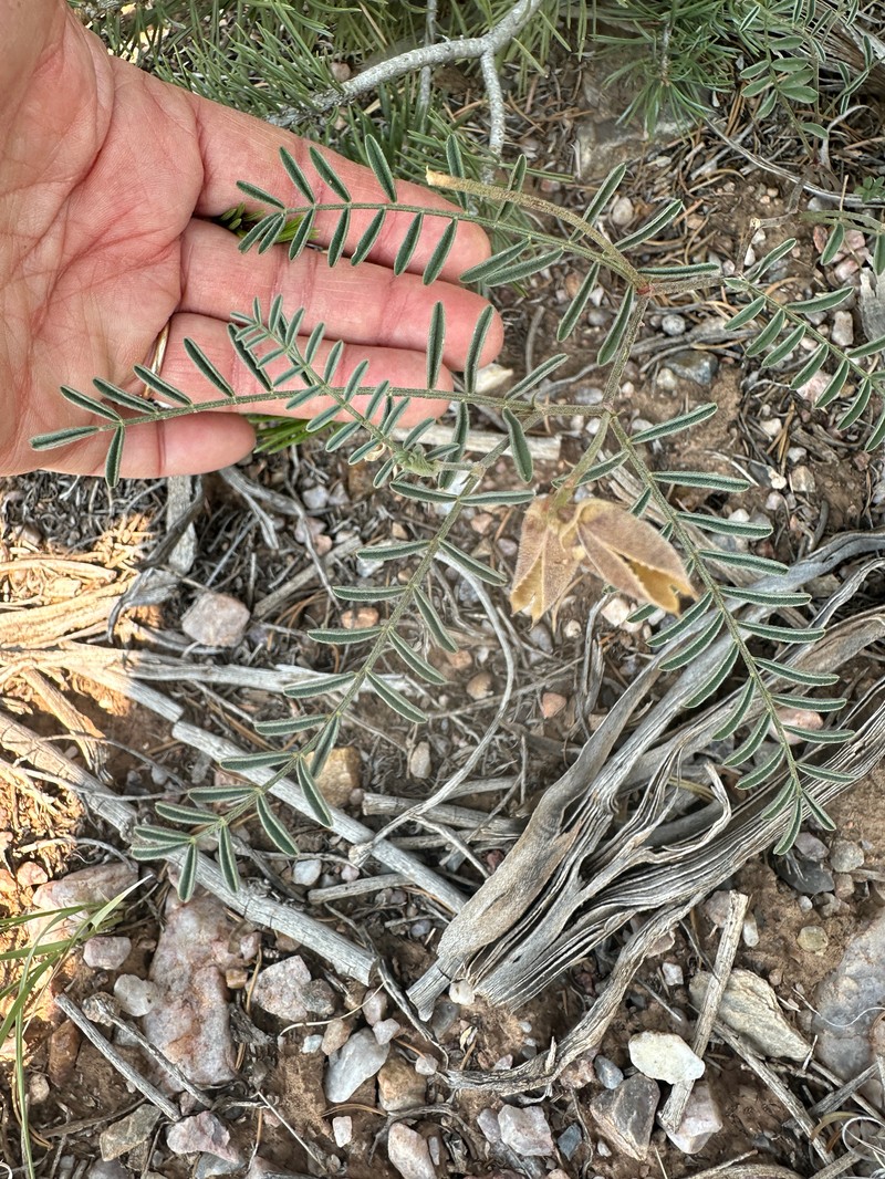 Astragalus puniceus var. gertrudis photo 3