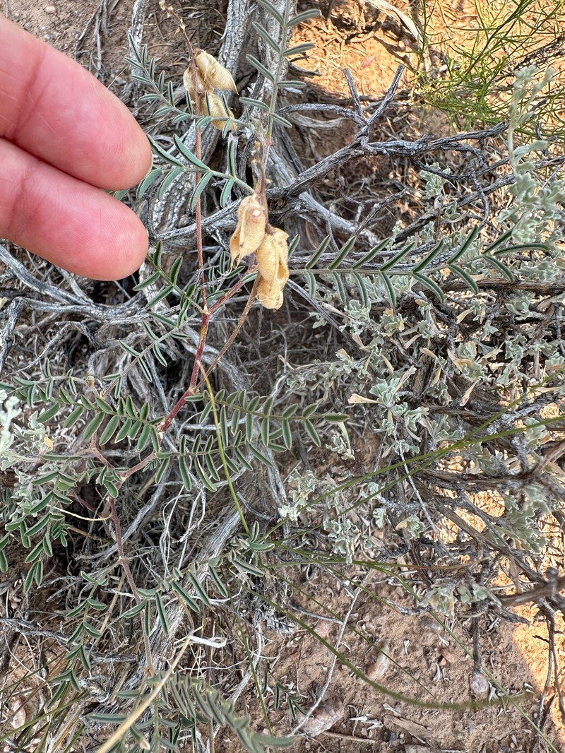 Astragalus puniceus var. gertrudis photo 4