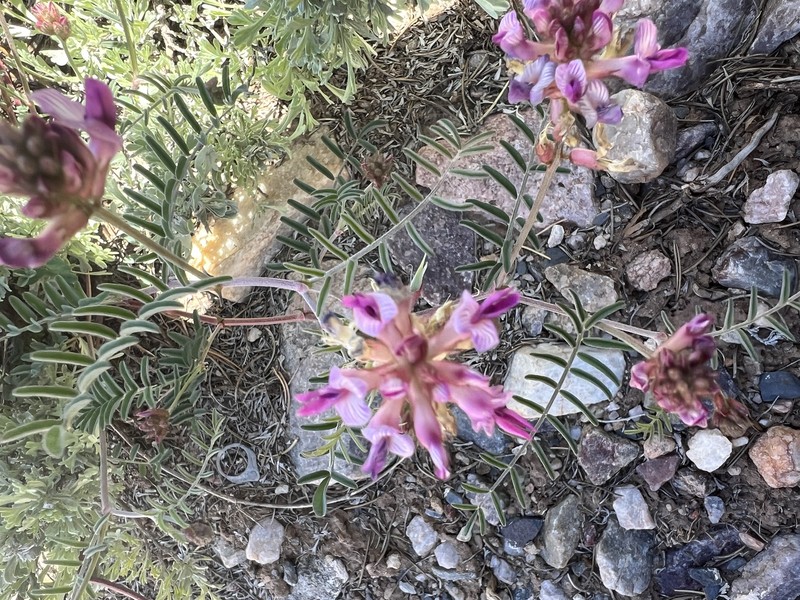 Astragalus puniceus var. gertrudis photo 5