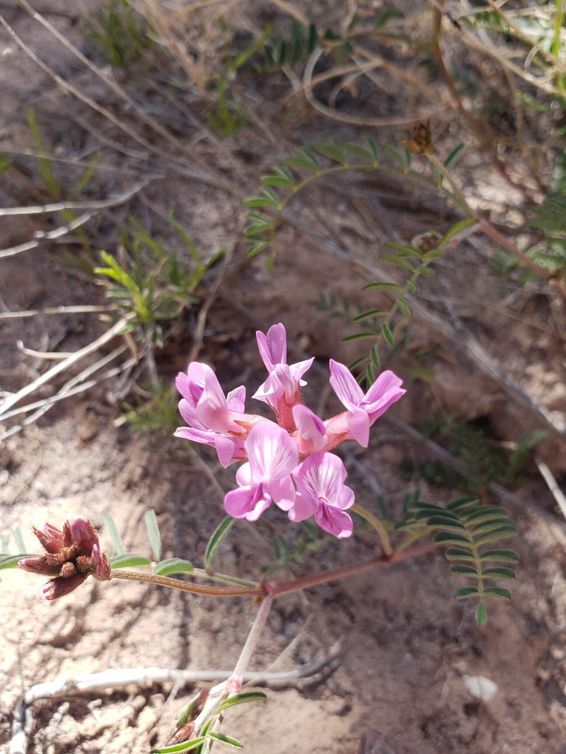Astragalus puniceus var. gertrudis photo 6