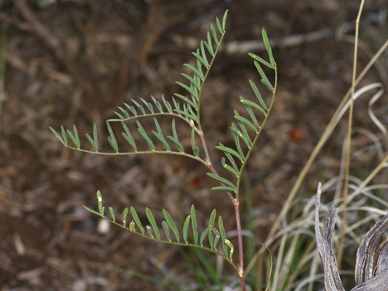 Astragalus puniceus var. gertrudis photo 7