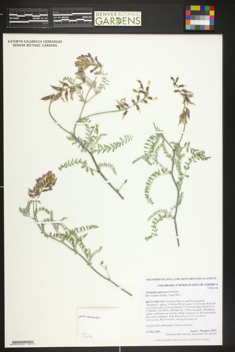 Astragalus puniceus var. puniceus photo 3