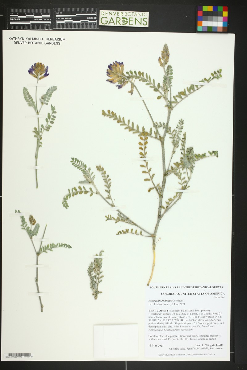 Astragalus puniceus var. puniceus photo 4
