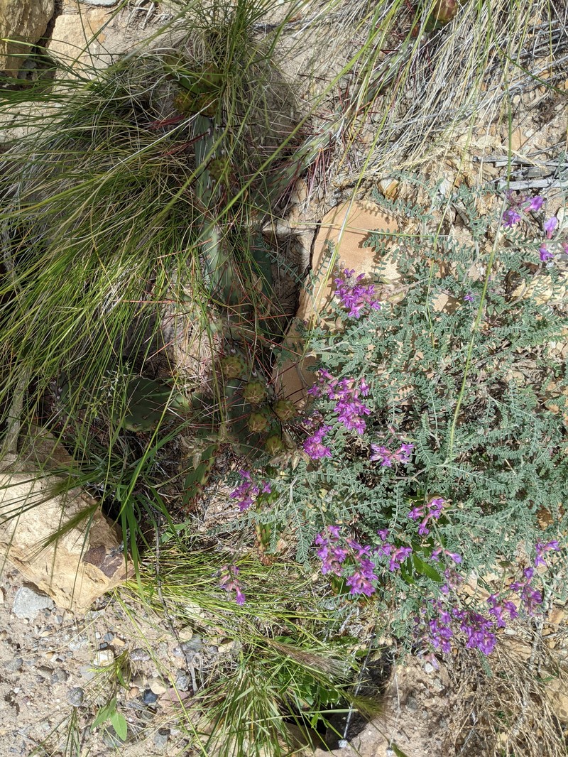 Astragalus puniceus var. puniceus