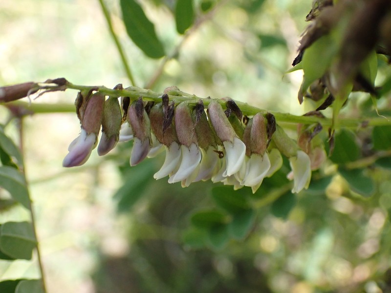 Astragalus purpurinus